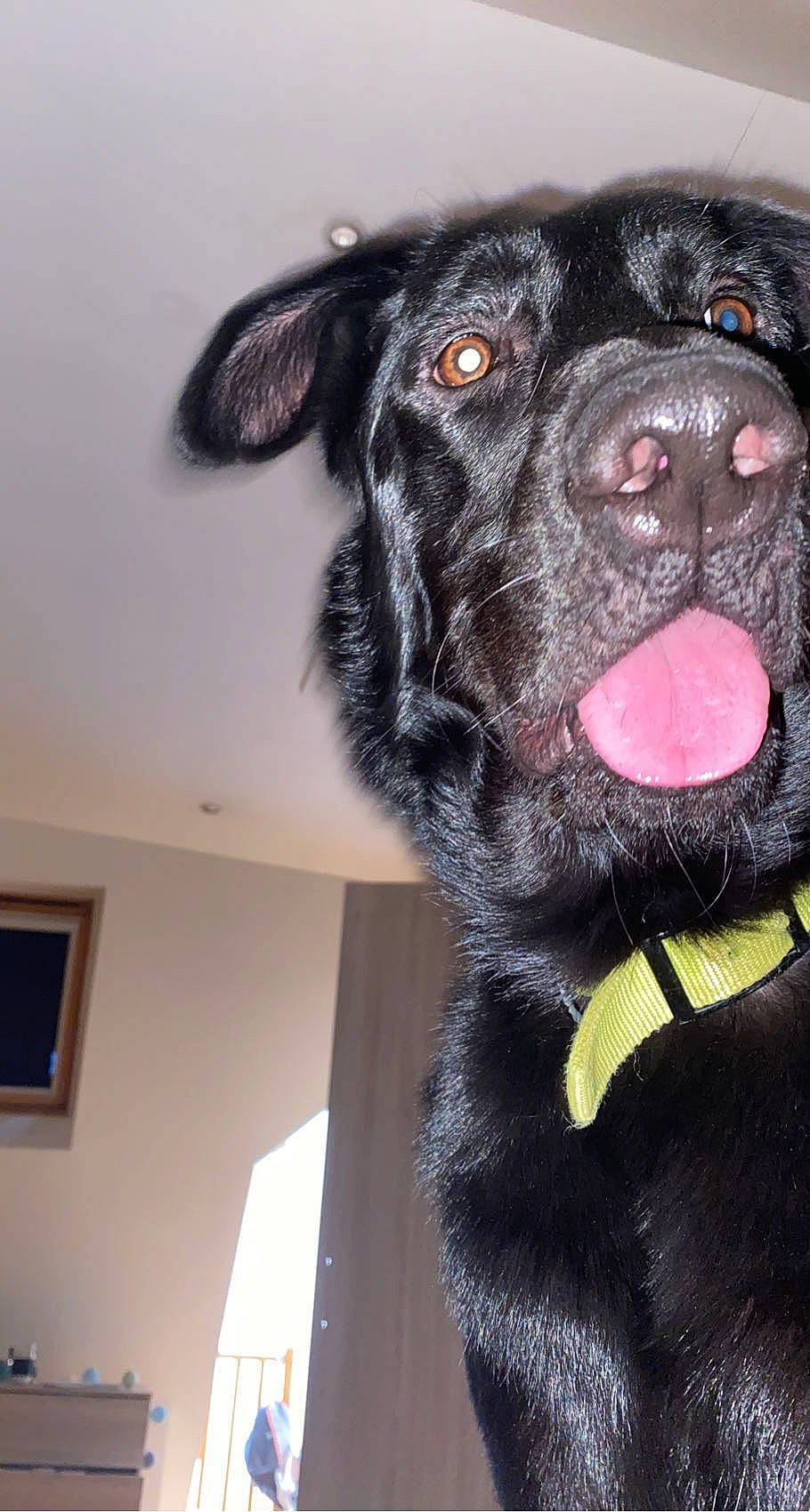 Oslo participe au concours pour gagner de l'argent avec cette photo : borador, canidae, carnivore, collar, companion_dog, dog, dog_breed, dog_collar, fur, guard_dog, gun_dog, labrador_retriever, non_sporting_group, pet_supply, snout, sporting_group, terrestrial_animal, whiskers, working_animal