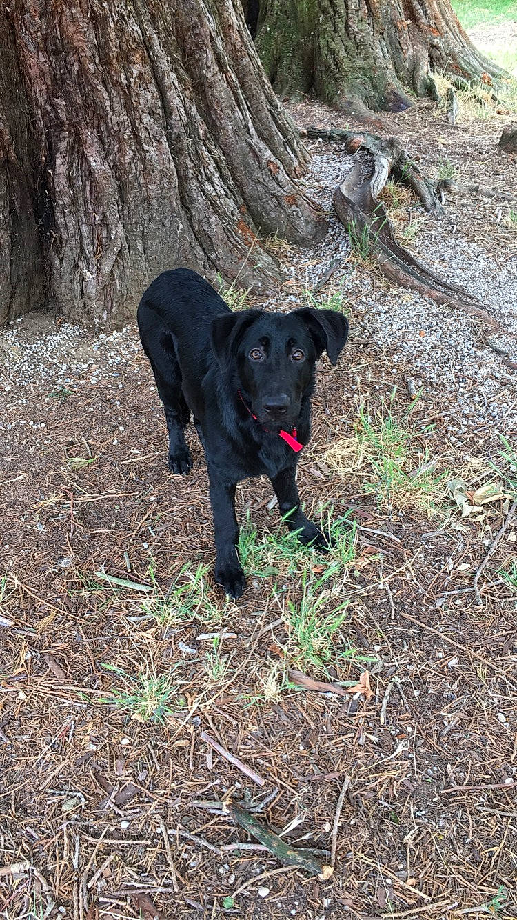 Oslo participe au concours pour gagner de l'argent avec cette photo : adventure, borador, canidae, carnivore, companion_dog, dog, dog_breed, fawn, grass, groundcover, hunting_dog, labrador_retriever, plant, snout, soil, sporting_group, tail, terrestrial_animal, tree, working_animal