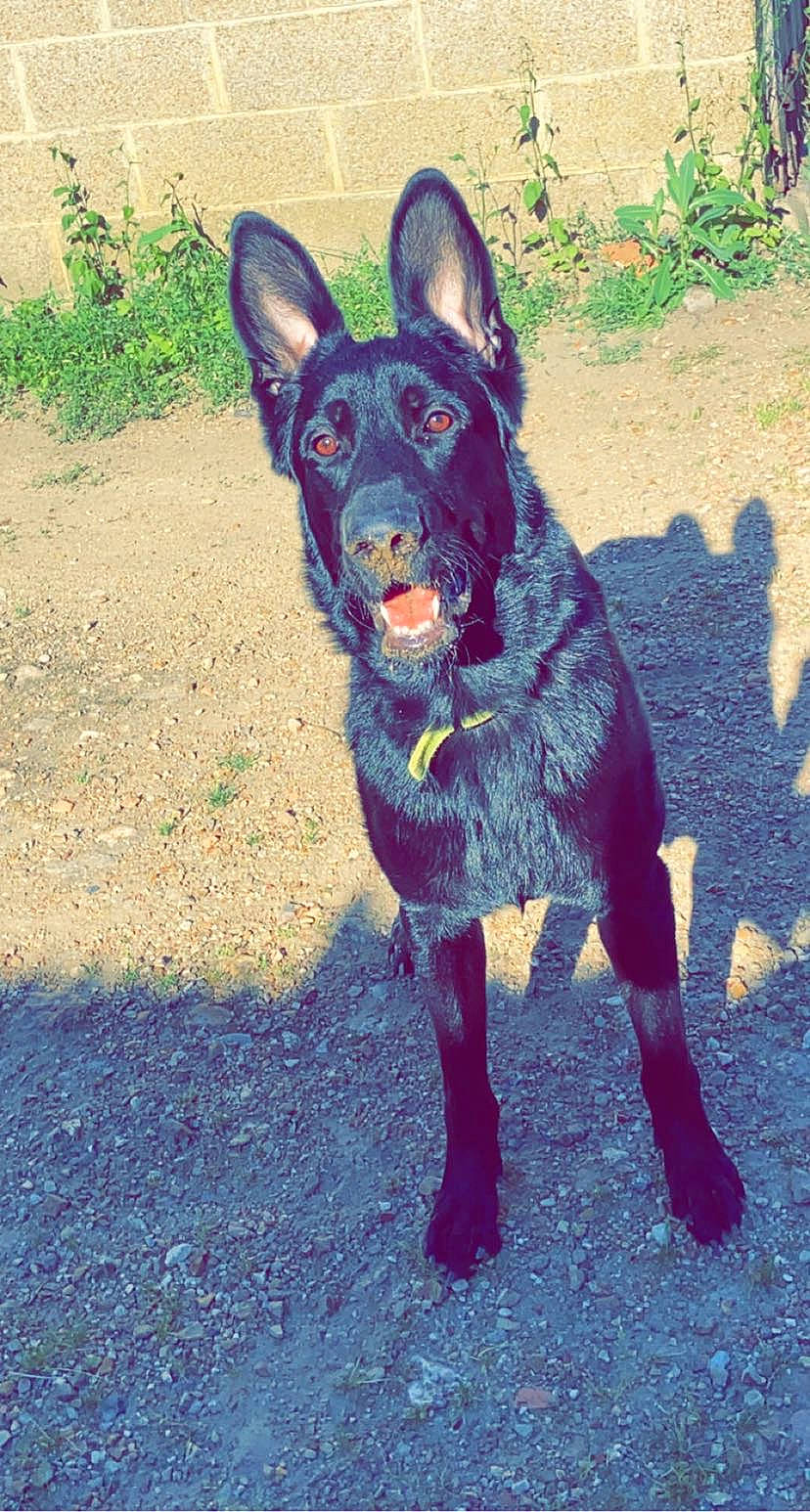 Oslo a rejoint le concours — aidez-le/la à gagner de superbes lots ! art, canidae, carnivore, companion_dog, dog, dog_breed, electric_blue, fawn, fur, grass, plant, road_surface, shadow, snout, soil, sporting_group, tail, toy_dog, whiskers, working_animal