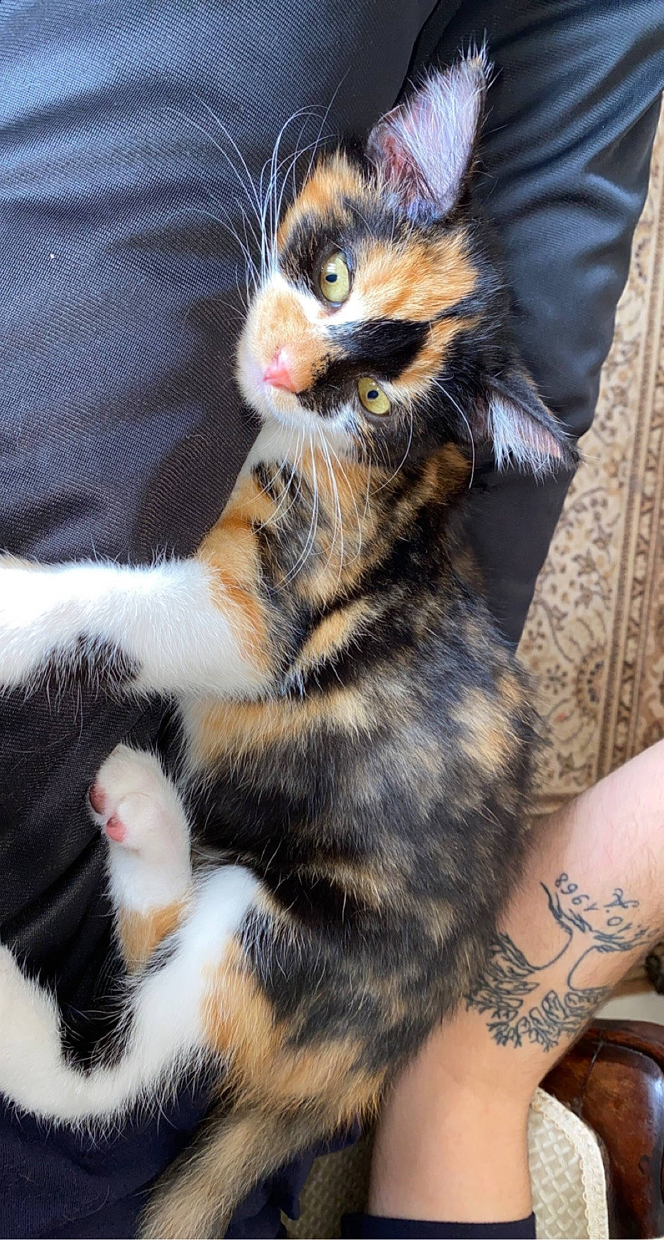 Cosette participe au concours pour gagner de l'argent avec cette photo : carnivore, cat, claw, domestic_short_haired_cat, fawn, felidae, foot, fur, human_leg, nail, pattern, paw, photography, small_to_medium_sized_cats, snout, tail, terrestrial_animal, whiskers, window, wrist