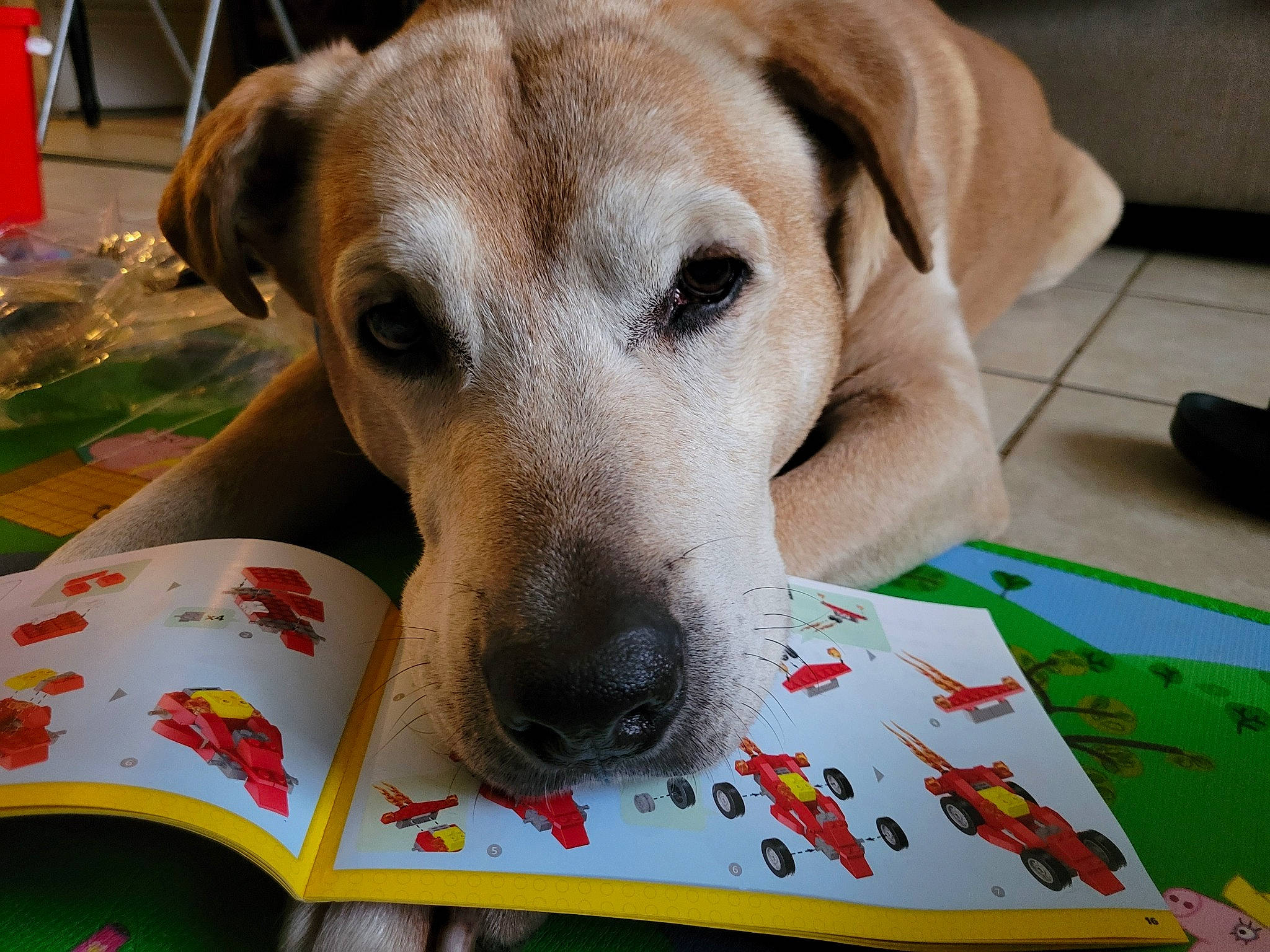 Thor joined the competition — help win amazing prizes! canidae, carnivore, collar, comfort, companion_dog, dog, dog_breed, dog_supply, fawn, fur, linens, pet_supply, snout, sporting_group, terrestrial_animal, whiskers, working_animal