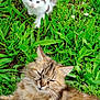 abyssinian, angora, animal, cat, countryside, field, flower, grass, grassland, green, herbal, herbs, kitten, lawn, manx, nature, outdoors, pet, plant, siamese