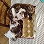 animal, architecture, box, cat, chair, couch, cream, dessert, diningtable, food, furniture, hardwood, icing, kitten, manx, pet, plywood, sweets, table, wood