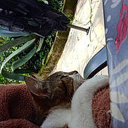 Poupinette participe au concours pour gagner de l'argent avec cette photo : cat, sleeping, pet, animal, blanket, furry, whiskers, paws, brown_and_white, relaxed, cozy, indoor, outdoor, garden, plants, patio, chair, portrait, close_up, nap