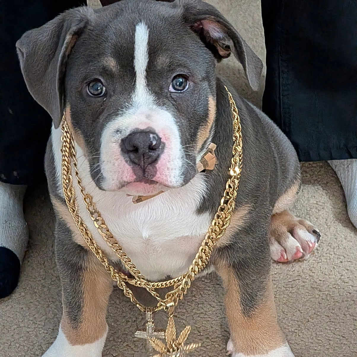 Kilo is registered to the contest to win money with this photo: accessories, animal, ball, bostonbull, boxer, bulldog, canine, dog, football, frenchbulldog, hound, jewelry, necklace, pendant, pet, pitbull, puppy, snout, strap, whitedog