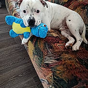 Venom participe au concours pour gagner de l'argent avec cette photo : animal, canine, comfort, companion, couch, cute, dog, domestic, indoor, living_room, pet, playful, plush_toy, relaxed, resting, spotted_dog, stuffed_toy, toy, white_dog, wood_floor