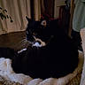 cat, black_and_white, tuxedo_cat, pet, feline, animal, whiskers, ears, eyes, sitting, lying_down, cushion, blanket, bed, indoors, home, cozy, dim_lighting, portrait, relaxed