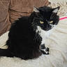 cat, black_and_white, fluffy, longhaired, sitting, indoors, couch, blanket, cream_blanket, cozy, pet, animal, yellow_eyes, whiskers, paws, tail, portrait, home, furniture, photograph