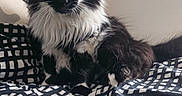Luna participe au concours pour gagner de l'argent avec cette photo : cat, black_and_white, fluffy, longhaired, tuxedo_cat, feline, pet, animal, portrait, sitting, indoors, bed, bedding, patterned_fabric, bedroom, whiskers, ears, eyes, fur, cute