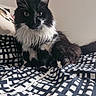 cat, black_and_white, fluffy, longhaired, tuxedo_cat, feline, pet, animal, portrait, sitting, indoors, bed, bedding, patterned_fabric, bedroom, whiskers, ears, eyes, fur, cute