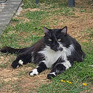 Luna participe au concours pour gagner de l'argent avec cette photo : cat, black_and_white, fluffy, long_hair, pet, animal, grass, garden, outdoors, lying_down, sitting, relaxed, alert, yellow_eyes, white_chest, white_paws, whiskers, flowers, pathway, portrait