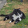 cat, black_and_white, fluffy, long_hair, pet, animal, grass, garden, outdoors, lying_down, sitting, relaxed, alert, yellow_eyes, white_chest, white_paws, whiskers, flowers, pathway, portrait