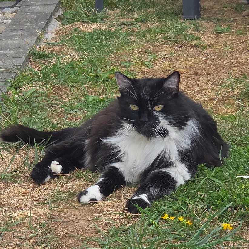 Luna