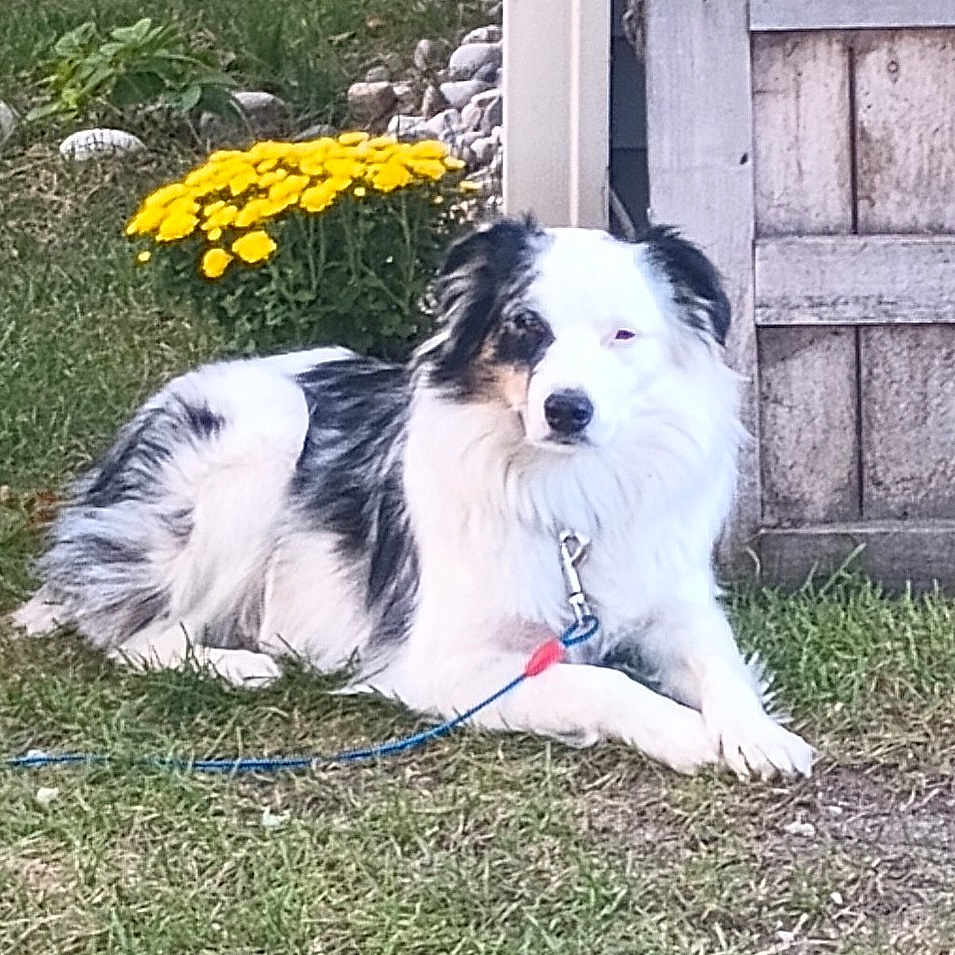 Lucy is registered to the contest to win money with this photo: accessories, animal, backyard, canine, dog, flower, grass, herbal, herbs, jar, nature, outdoors, pet, plant, planter, pottedplant, puppy, soil, strap, yard