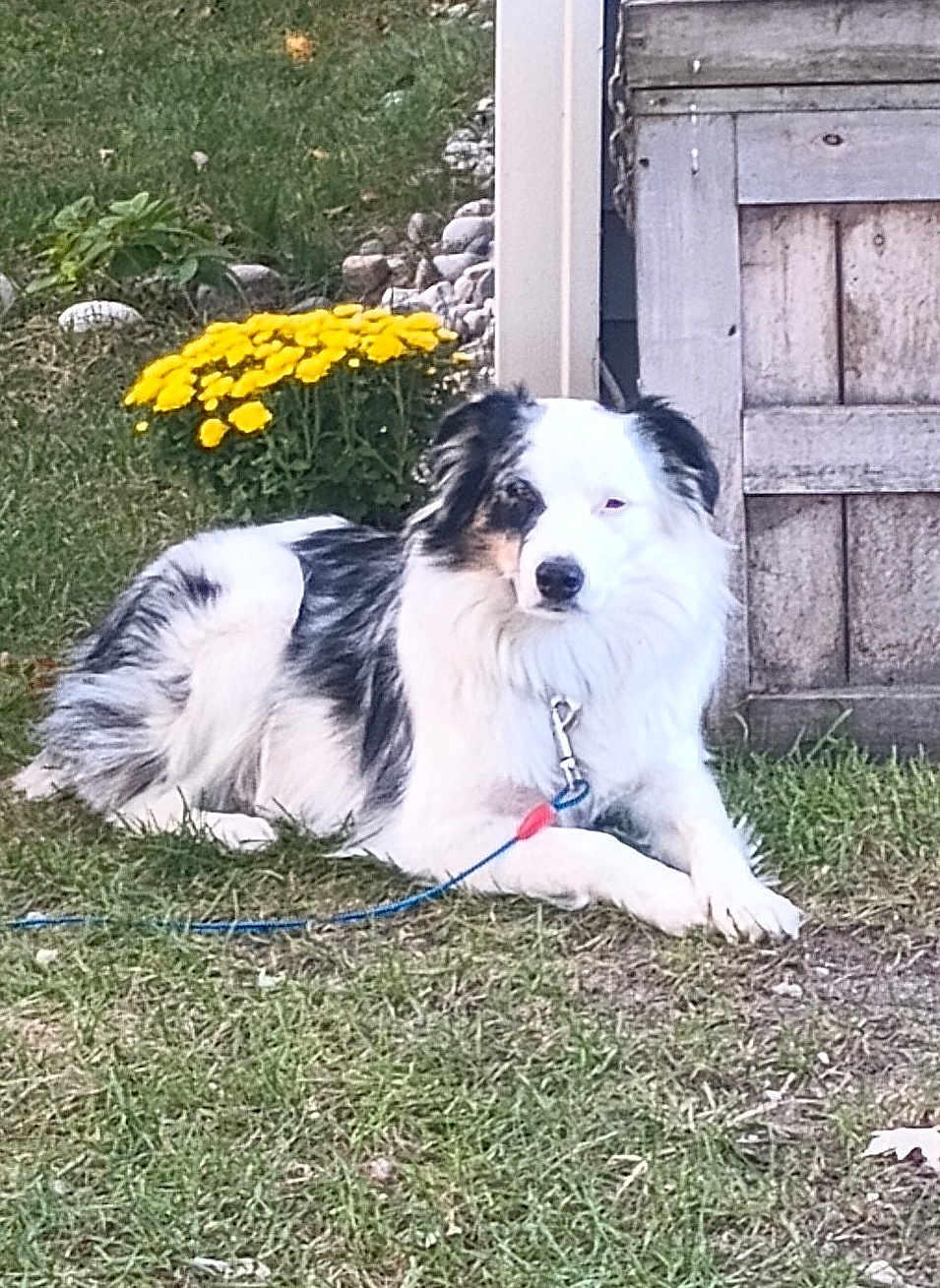 Lucy is registered to the contest to win money with this photo: accessories, animal, backyard, canine, dog, flower, grass, herbal, herbs, jar, nature, outdoors, pet, plant, planter, pottedplant, puppy, soil, strap, yard