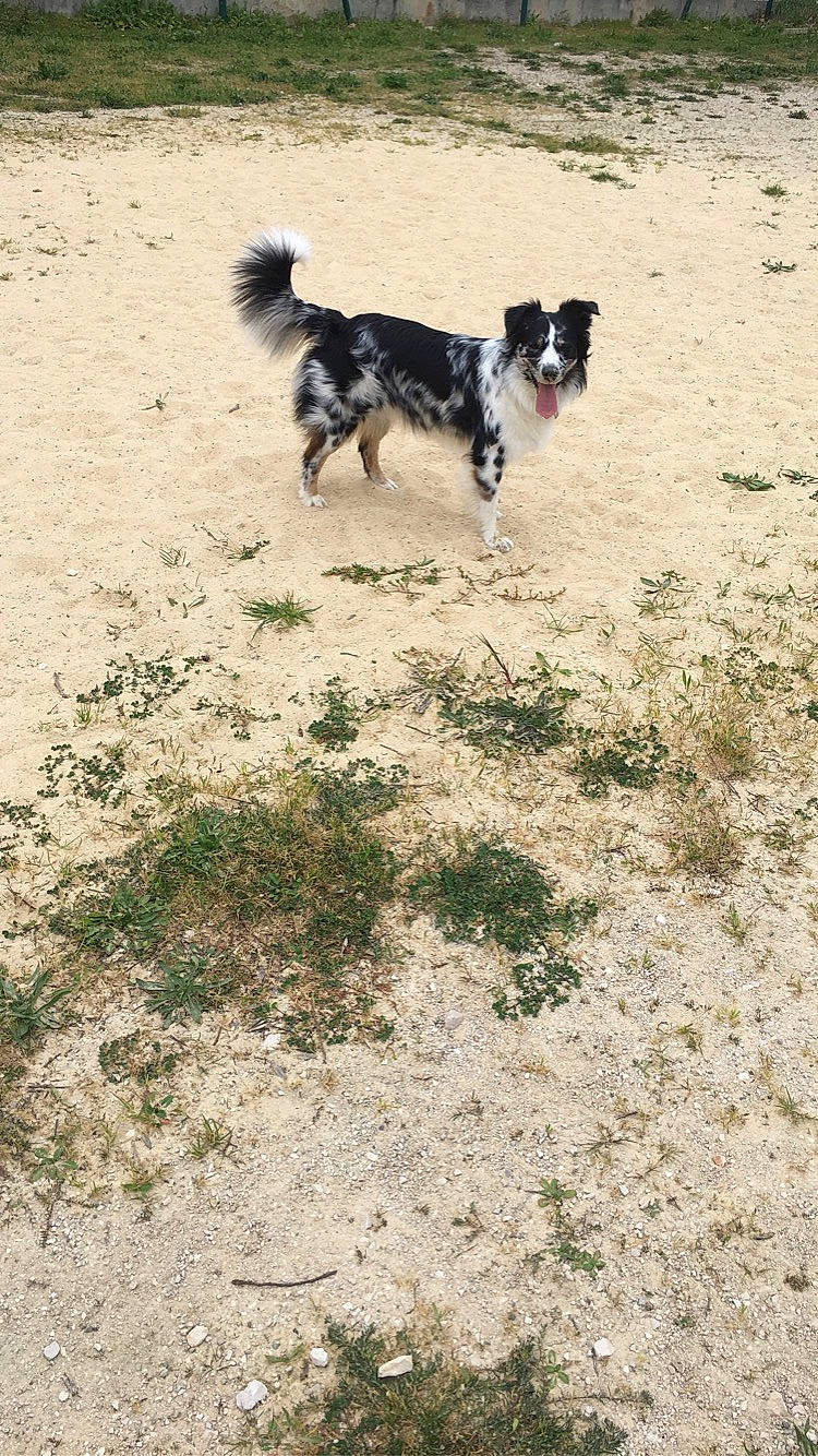 Olia a rejoint le concours — aidez-le/la à gagner de superbes lots ! australian_shepherd, border_collie, canidae, carnivore, dog, dog_breed, english_shepherd, herding_dog, mammal, rare_breed_dog, sporting_group, stabyhoun, vertebrate, working_dog