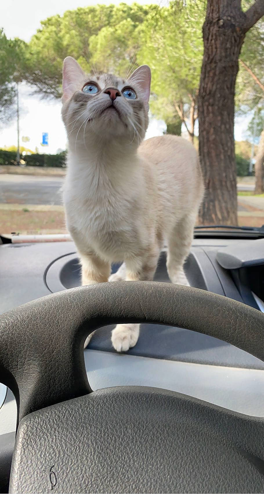 Ptit Coeur participe au concours pour gagner de l'argent avec cette photo : automotive_design, automotive_exterior, automotive_mirror, car, carnivore, cat, fawn, felidae, light, motor_vehicle, plant, small_to_medium_sized_cats, steering_wheel, tail, tree, vehicle, vehicle_door, whiskers, white, window