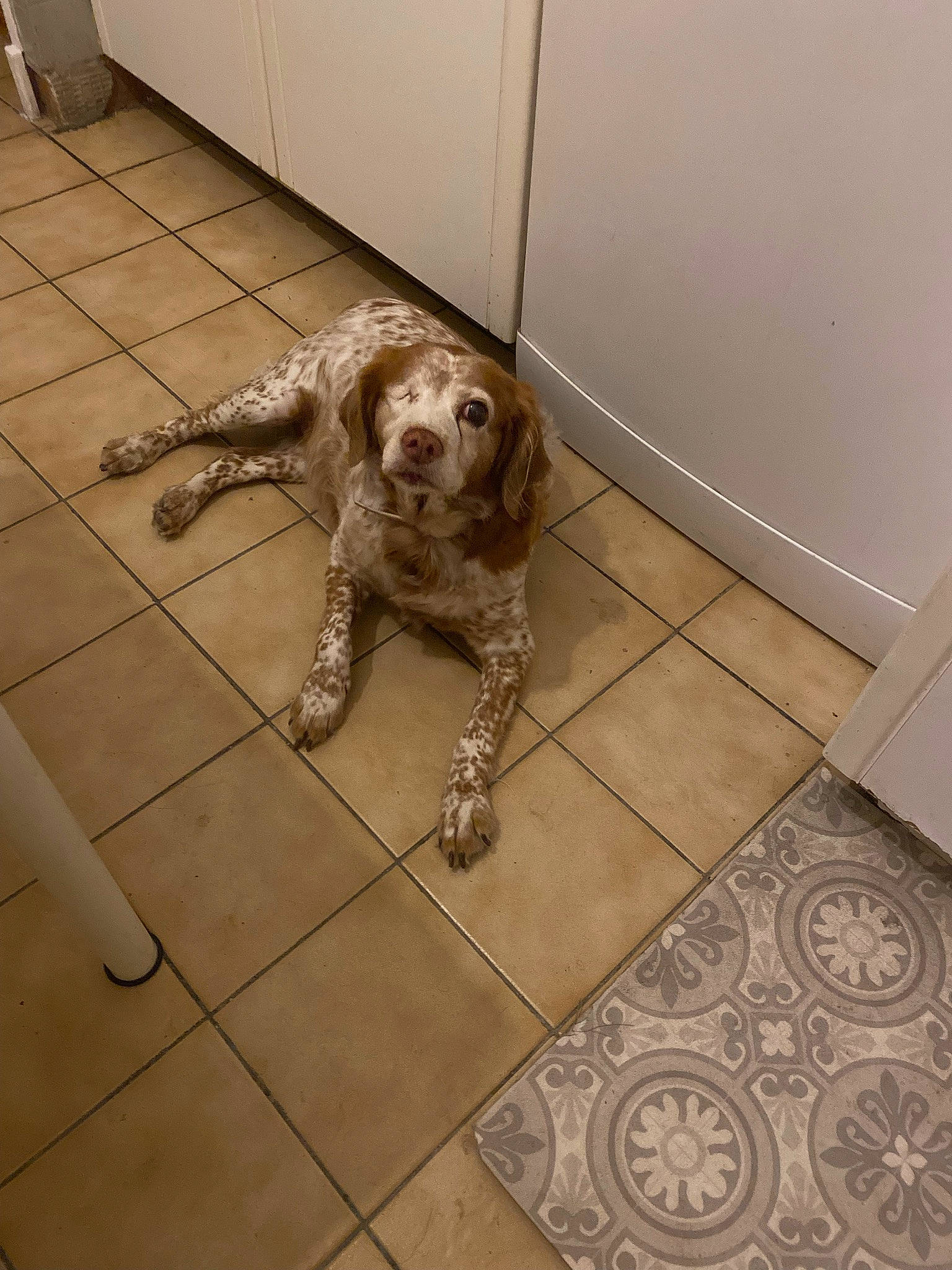 Chipie a rejoint le concours — aidez-le/la à gagner de superbes lots ! carnivore, companion_dog, dog, dog_breed, fawn, floor, flooring, fur, hardwood, liver, metal, paw, pet_supply, snout, spaniel, tail, terrestrial_animal, tile, tile_flooring, working_animal