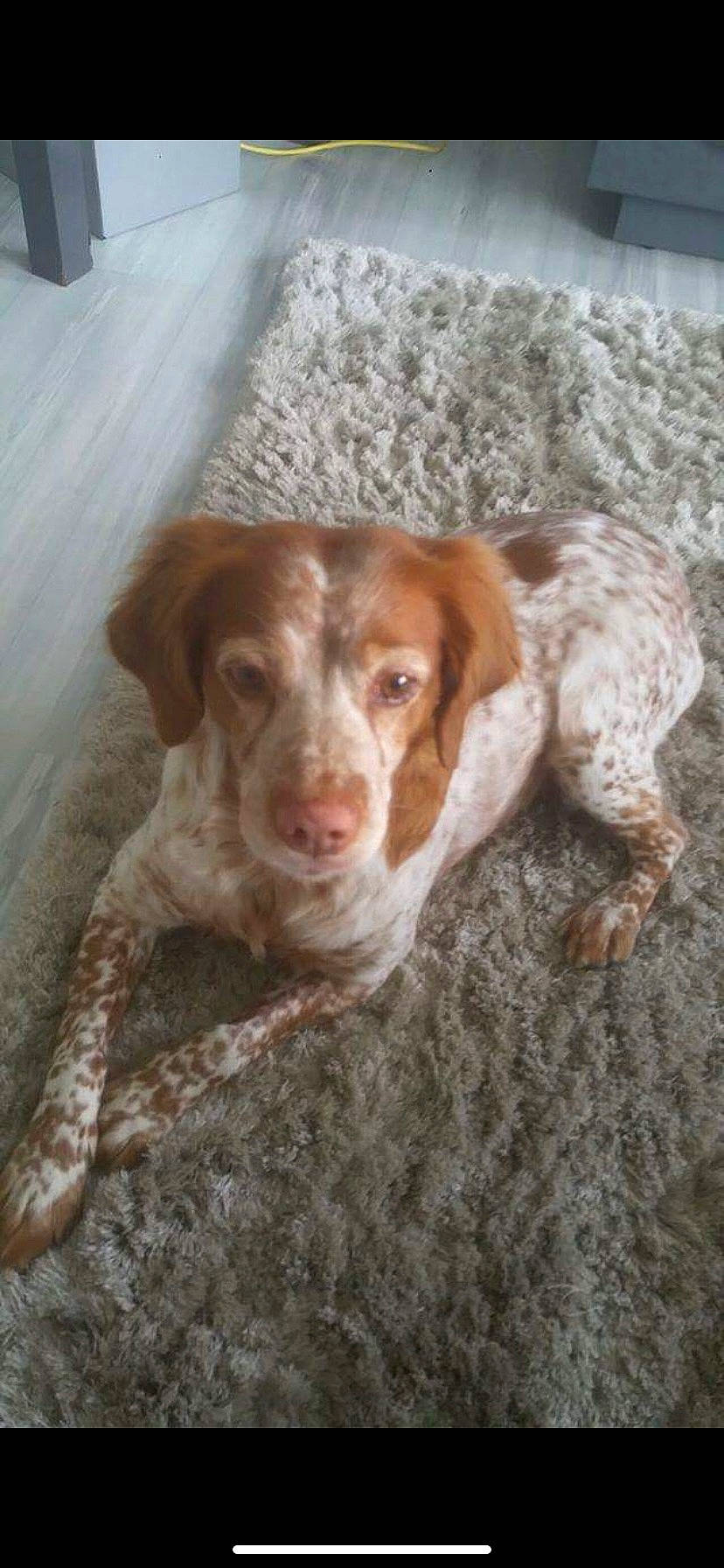 Chipie participe au concours pour gagner de l'argent avec cette photo : brittany, brown, canidae, carnivore, companion_dog, dog, dog_breed, fawn, fur, gun_dog, hunting_dog, liver, snout, spaniel, sporting_group, terrestrial_animal, welsh_springer_spaniel, whiskers, wood, working_animal