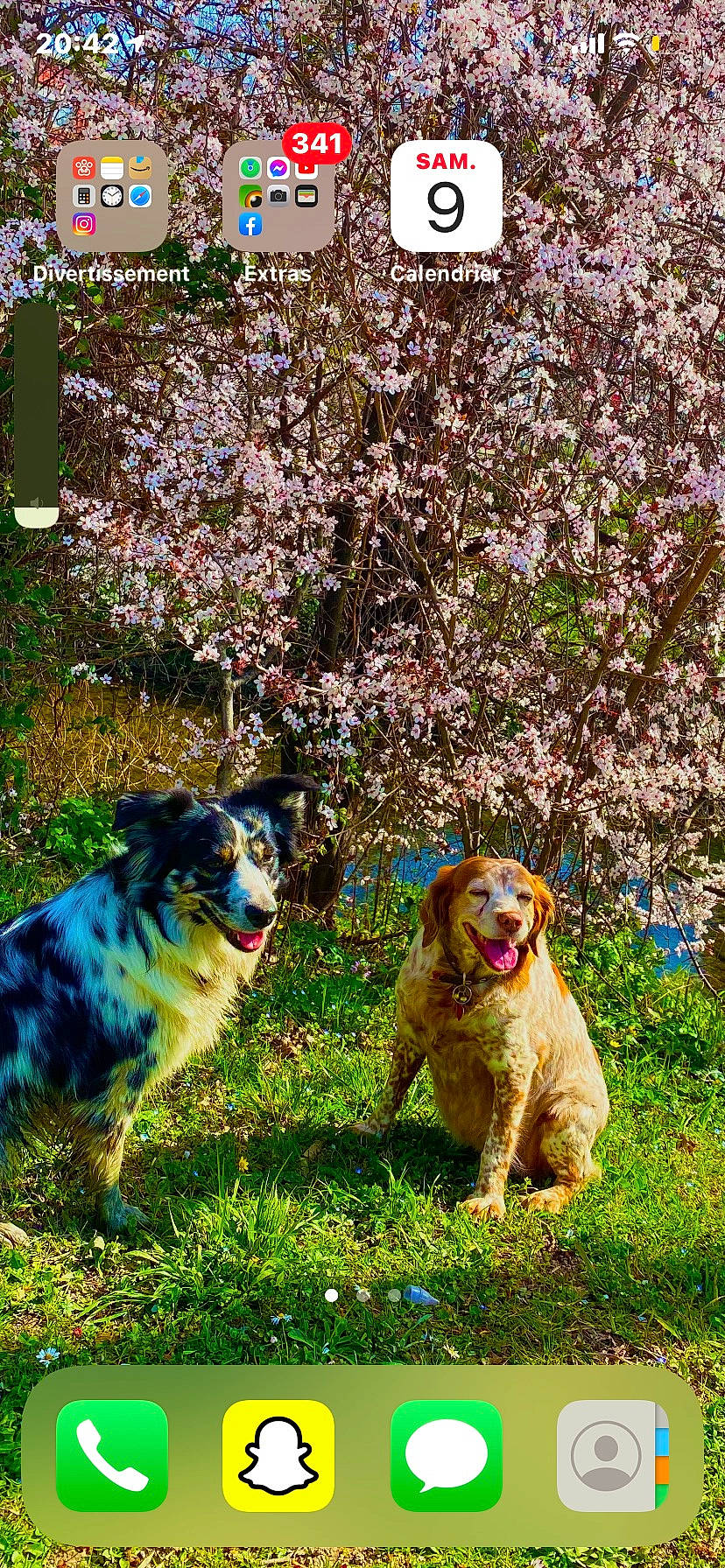 Chipie a rejoint le concours — aidez-le/la à gagner de superbes lots ! canidae, carnivore, companion_dog, dog, dog_breed, flower, garden_hose, grass, groundcover, herding_dog, mammal, people_in_nature, plant, shrub, sporting_group, tail, tree, vertebrate, working_animal, working_dog