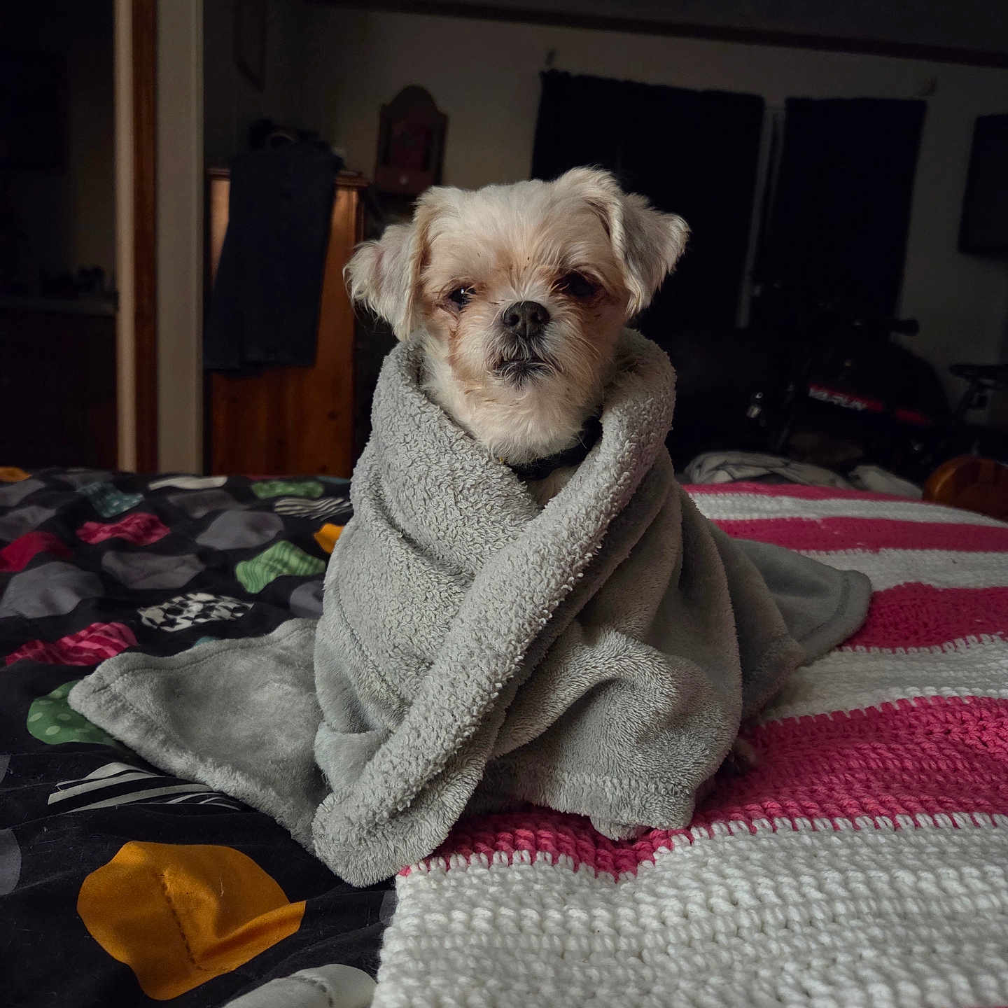 Lola Belle
