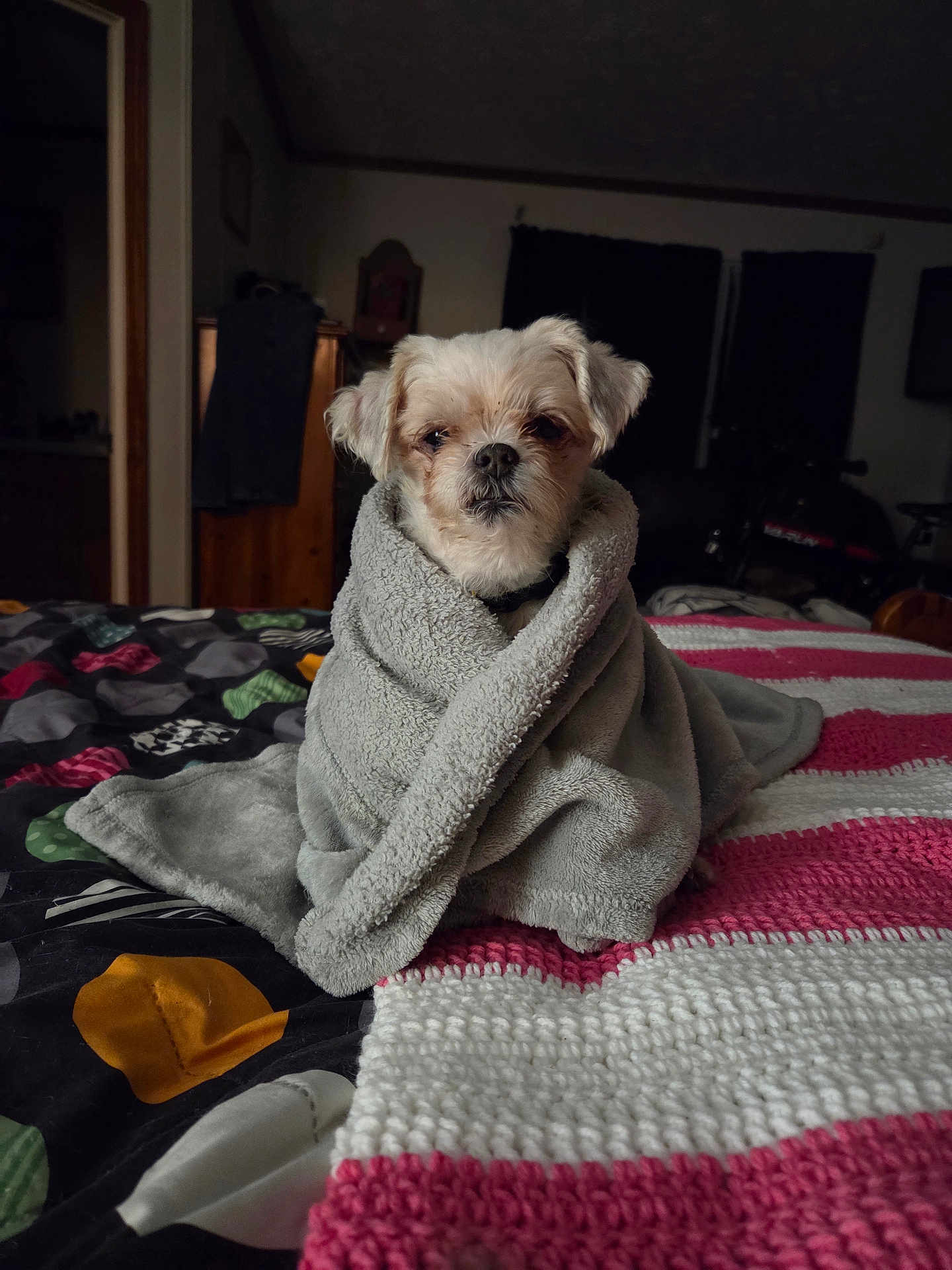 Lola Belle is registered to the contest to win money with this photo: dog, blanket, bed, indoor, pet, small_dog, cozy, fur, animal, portrait, resting, cute, wrapped, bedspread, home, comfort, relaxed, fur_color, canine, sleepy