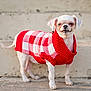 Lola Belle joined the competition — help win amazing prizes! dog, small_dog, white_dog, sweater, red_sweater, checkered_pattern, pet_clothing, outdoor, steps, stone_steps, standing, canine, cute, winter_wear, animal, fur, companion, alert, portrait, daylight