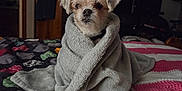 Lola Belle is registered to the contest to win money with this photo: dog, blanket, bed, indoor, pet, small_dog, wrapped, cozy, fur, animal, comfort, cute, looking, snug, portrait, household, furniture, warm, expression, resting