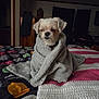 Lola Belle is registered to the contest to win money with this photo: dog, blanket, bed, indoor, white_dog, cozy, sleepy, soft_texture, colorful_bedspread, knitted_blanket, furniture, curtains, wooden_cabinet, pet, wrapped, small_dog, domestic_animal, quiet, resting, comfort