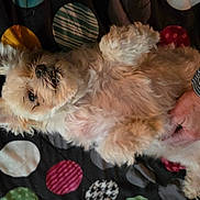 Lola Belle is registered to the contest to win money with this photo: animal, belly_rub, blanket, comfort, companion, cozy, cute, dog, domestic, fluffy, fur, hand, indoor, lying_down, paw, pet, playful, polka_dot, relaxed, resting