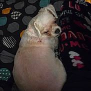 Lola Belle is registered to the contest to win money with this photo: dog, white_dog, pet, blanket, patterned_blanket, paw, fur, bed, resting, indoor, cozy, pajamas, hearts, text_on_clothing, animal, companion, cute, sleepy, relaxed, home