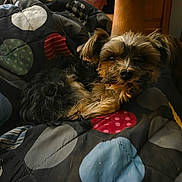 Wookie is registered to the contest to win money with this photo: dog, pet, blanket, indoor, fur, cute, animal, resting, cozy, bedroom, polka_dots, soft_light, small_dog, fur_texture, relaxed, home, comfort, closeup, sleepy, adorable