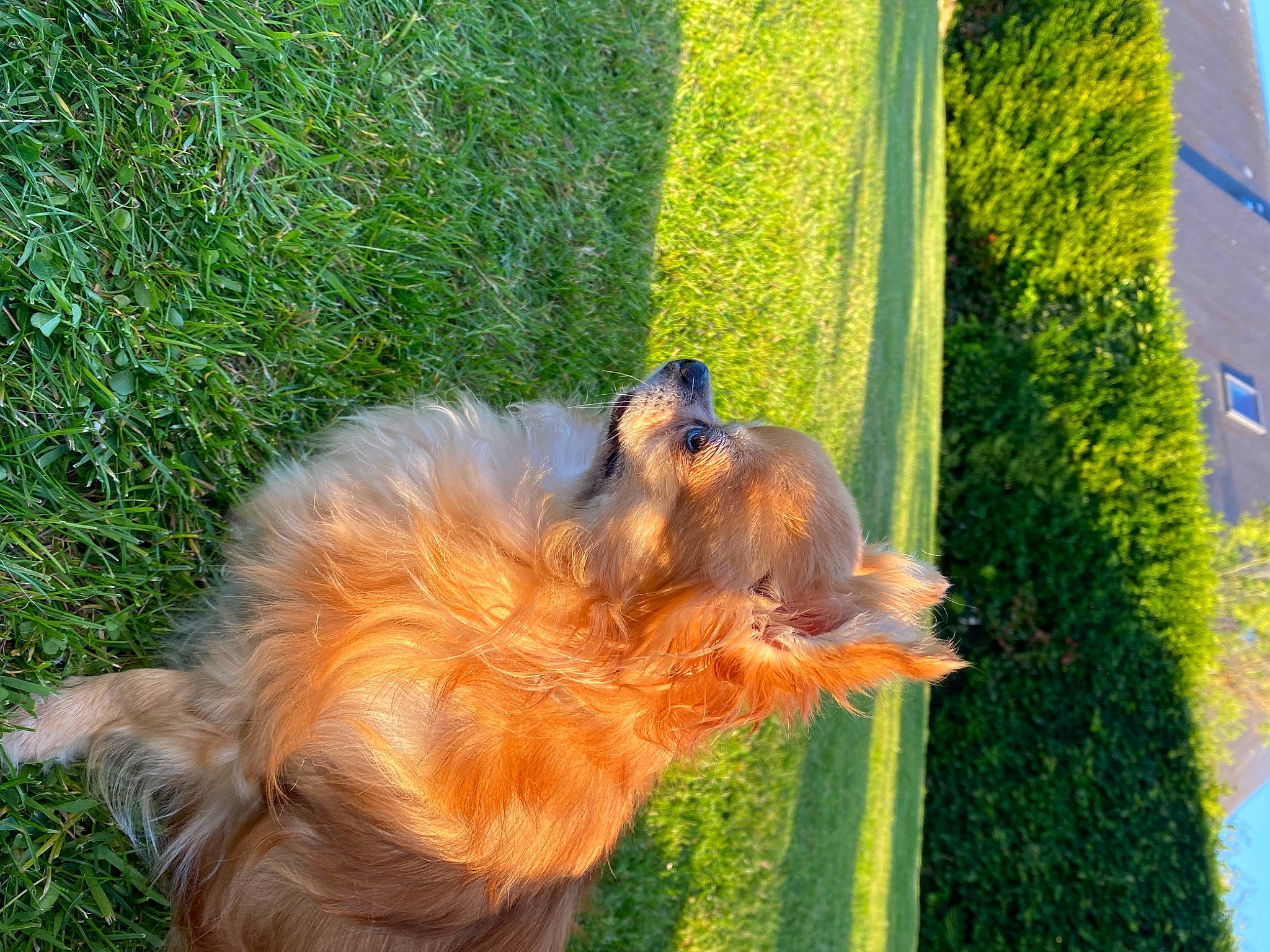Gazelle participe au concours pour gagner de l'argent avec cette photo : briard, canidae, carnivore, companion_dog, dog, dog_breed, fawn, grass, pomeranian, sporting_group, tail, terrier, yorkshire_terrier