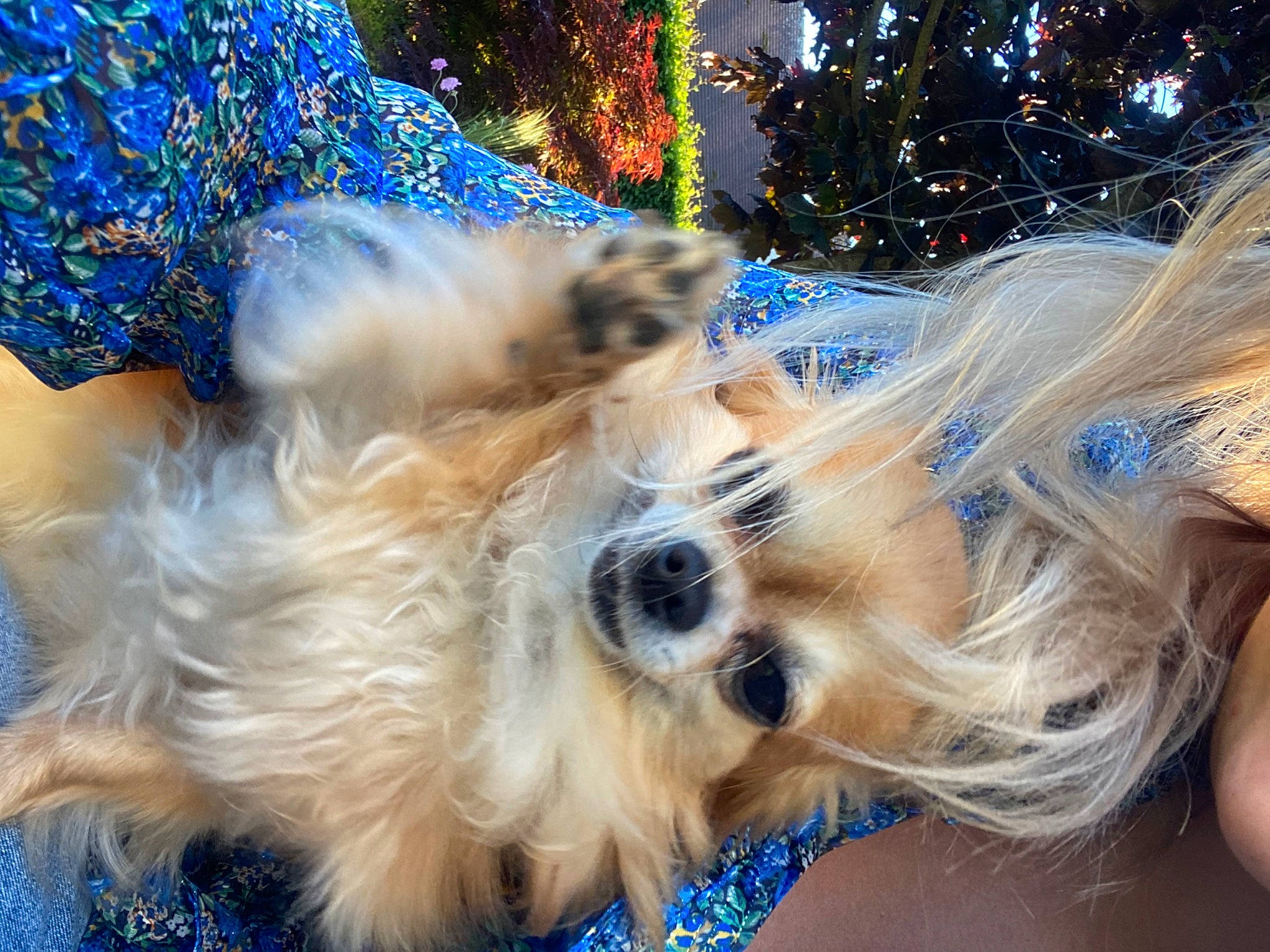 Gazelle participe au concours pour gagner de l'argent avec cette photo : australian_silky_terrier, canidae, carnivore, companion_dog, dog, dog_breed, havanese, maltepoo, morkie, puppy, puppy_love, schnoodle, shih_tzu, snout, sporting_group, sporting_lucas_terrier, terrier, tibetan_terrier, toy_dog, yorkshire_terrier