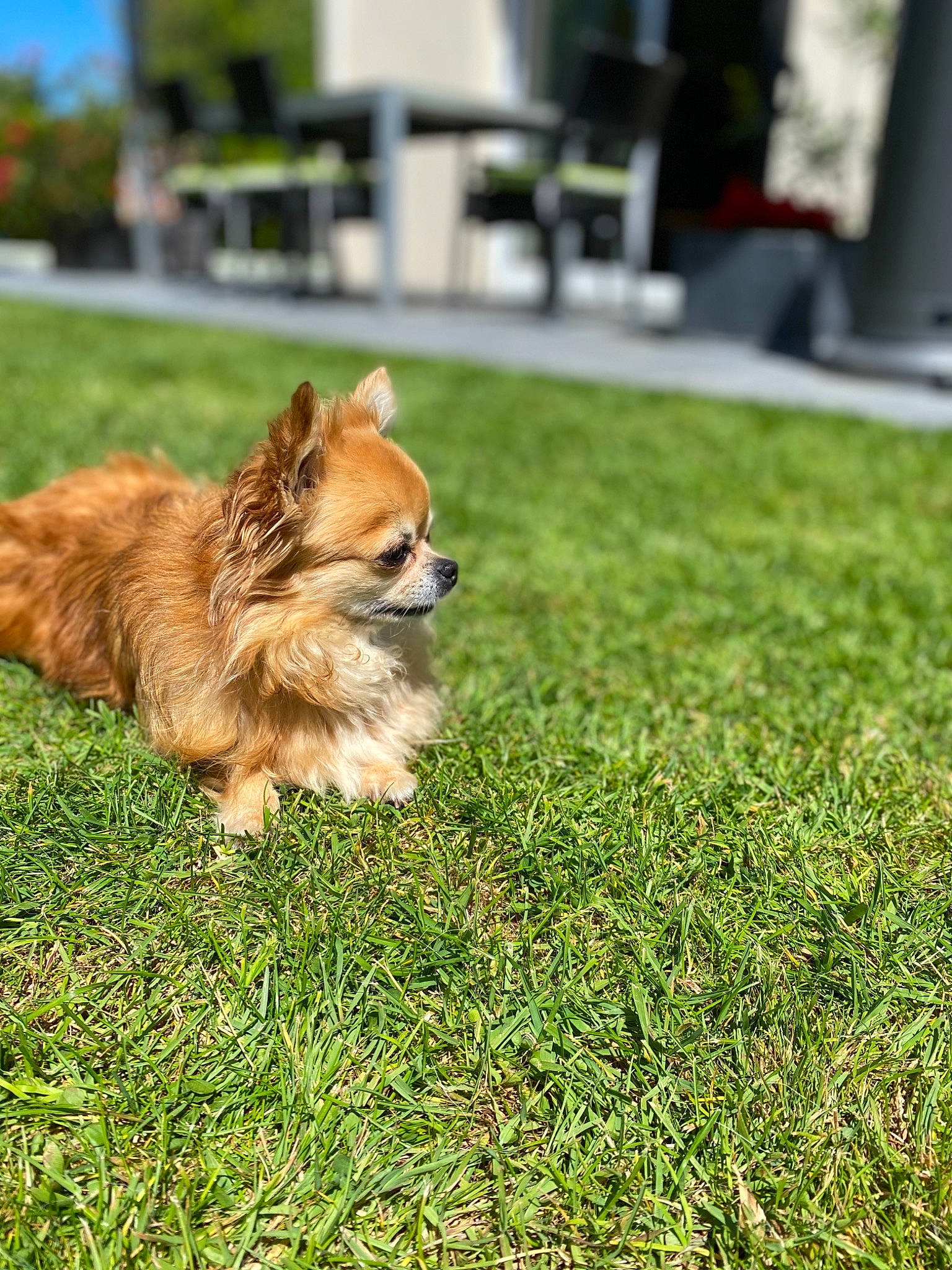 Gazelle a rejoint le concours — aidez-le/la à gagner de superbes lots ! canidae, carnivore, companion_dog, dog, dog_breed, fawn, german_spitz, german_spitz_mittel, grass, lawn, mammal, norwich_terrier, pembroke_welsh_corgi, plant, pomeranian, spitz, sporting_group, vertebrate