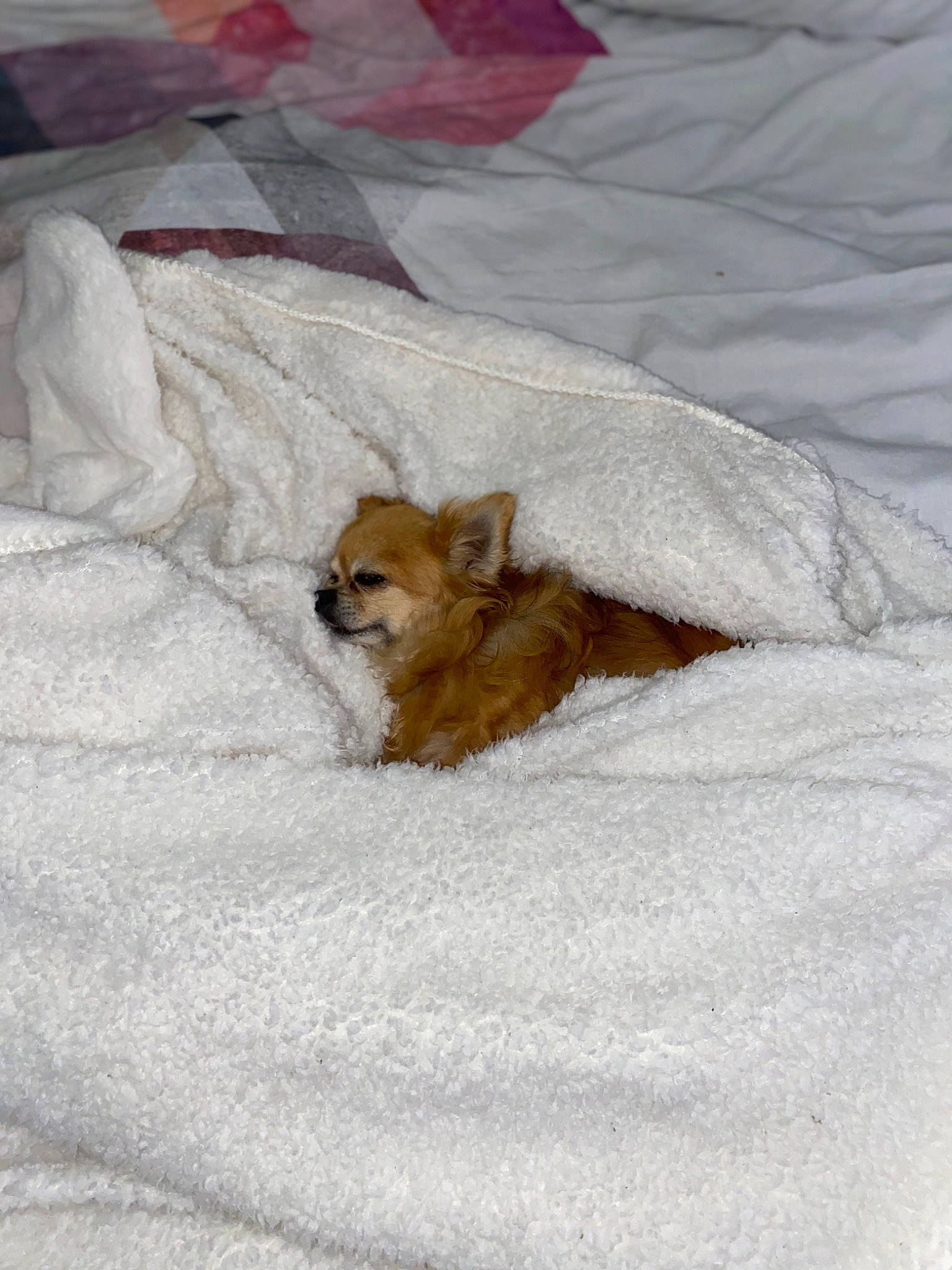 Gazelle a rejoint le concours — aidez-le/la à gagner de superbes lots ! bed, canidae, carnivore, chihuahua, companion_dog, dog, dog_breed, fawn, mammal, non_sporting_group, norwich_terrier, pomeranian, puppy, spitz, toy_dog