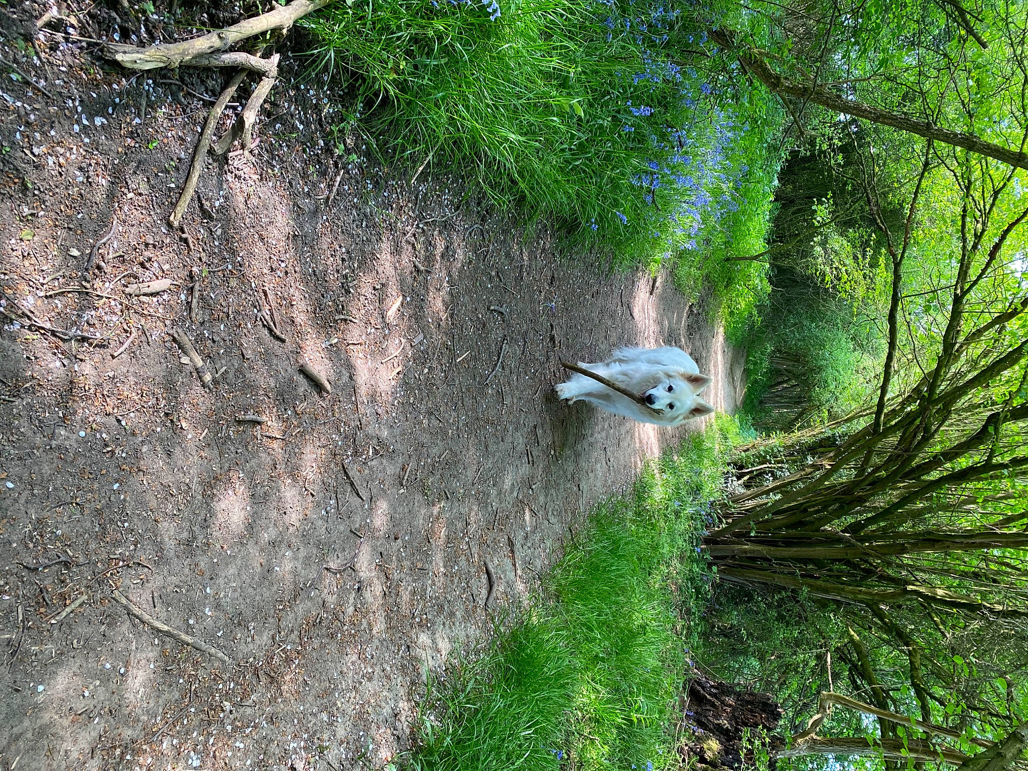 Eyras participe au concours pour gagner de l'argent avec cette photo : forest, geological_phenomenon, geology, grass, grass_family, green, jungle, landscape, nature_reserve, old_growth_forest, plant, plant_community, rainforest, rock, state_park, tree, trunk, vegetation, watercourse, wildlife