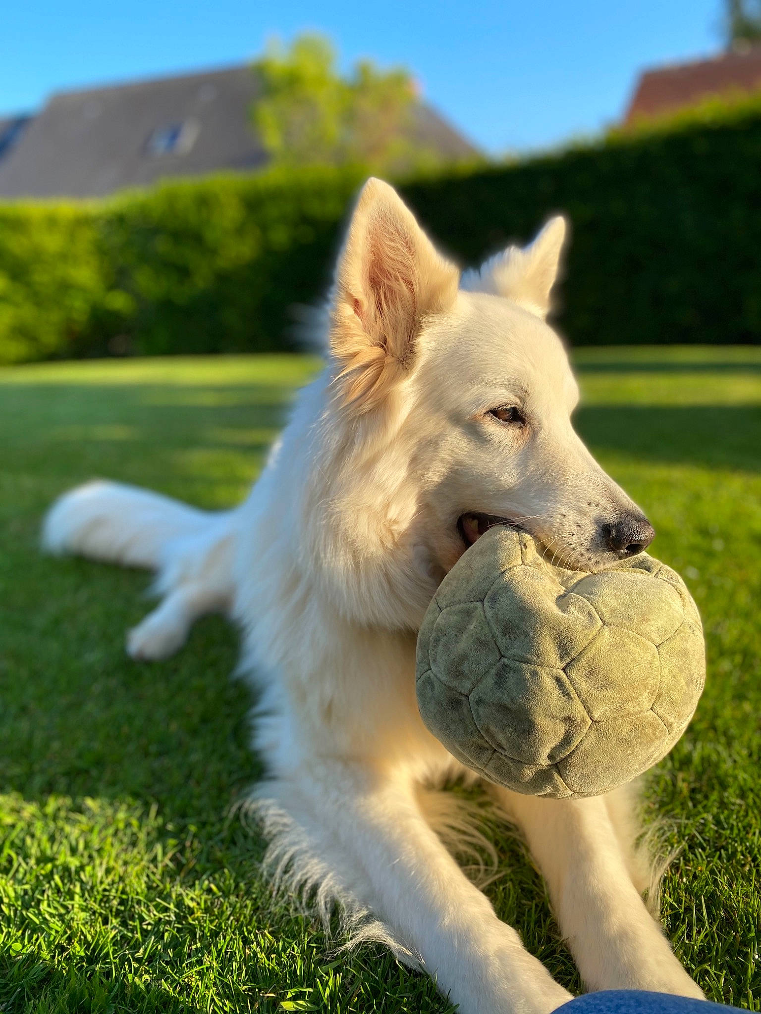 Eyras participe au concours pour gagner de l'argent avec cette photo : ball, berger_blanc_suisse, canidae, carnivore, companion_dog, dog, dog_breed, grass, mammal, plant, vertebrate, white_shepherd