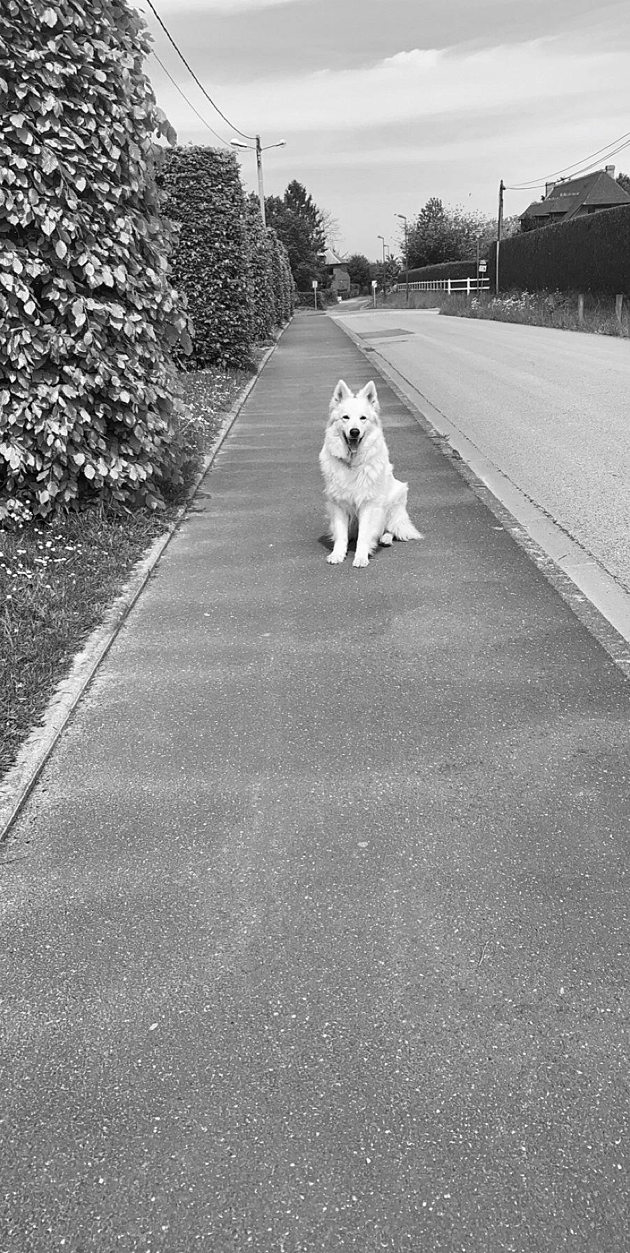 Eyras a rejoint le concours — aidez-le/la à gagner de superbes lots ! american_eskimo_dog, asphalt, black_and_white, canidae, carnivore, companion_dog, dog, dog_breed, driveway, lane, nonbuilding_structure, photography, road, road_surface, samoyed, sidewalk, sporting_group, white, white_shepherd, working_dog
