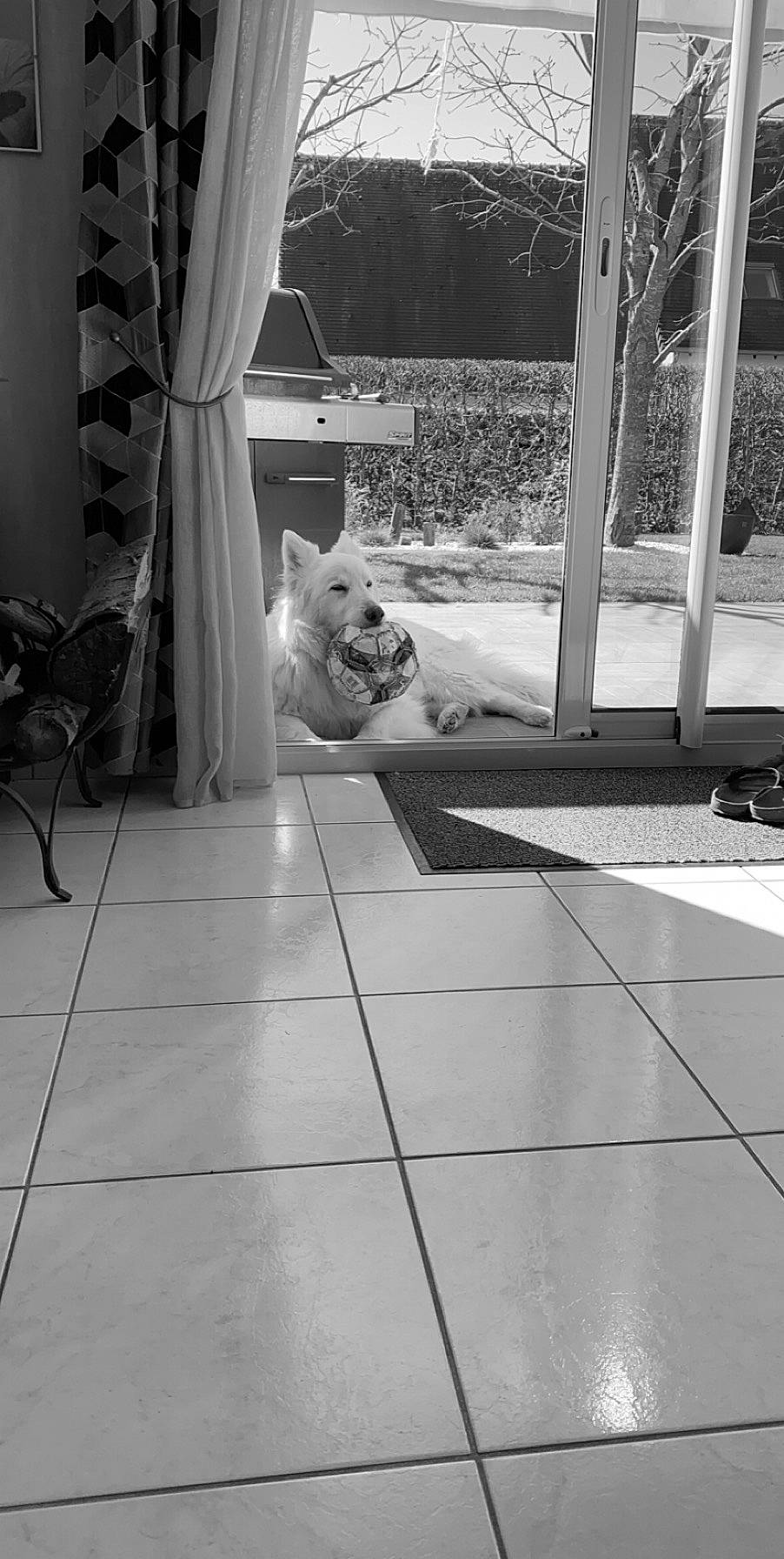 Eyras participe au concours pour gagner de l'argent avec cette photo : akita_inu, black, black_and_white, canidae, carnivore, cat, companion_dog, dog, felidae, floor, flooring, monochrome, monochrome_photography, non_sporting_group, pomeranian, small_to_medium_sized_cats, snapshot, tile, whiskers, white