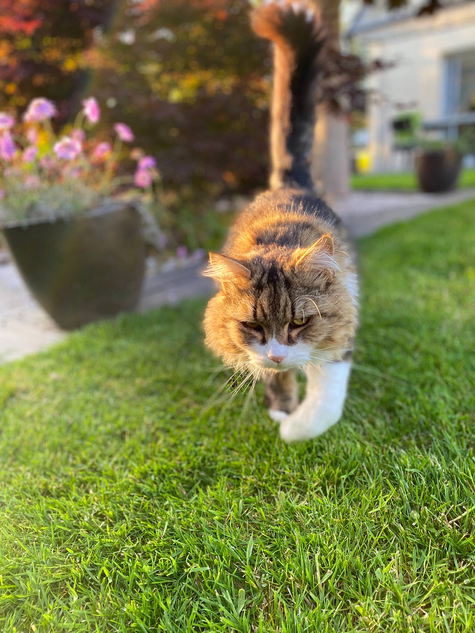 éclair participe au concours pour gagner de l'argent avec cette photo : aegean_cat, carnivore, cat, domestic_short_haired_cat, european_shorthair, felidae, fur, garden, grass, grass_family, lawn, organism, plant, polydactyl_cat, small_to_medium_sized_cats, spring, sunlight, tail, tree, whiskers
