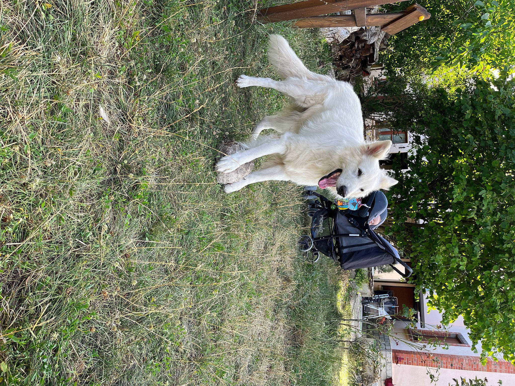 Haiko a rejoint le concours — aidez-le/la à gagner de superbes lots ! art, grass, monument, plant, pole, sculpture, shrub, statue, tree, wing