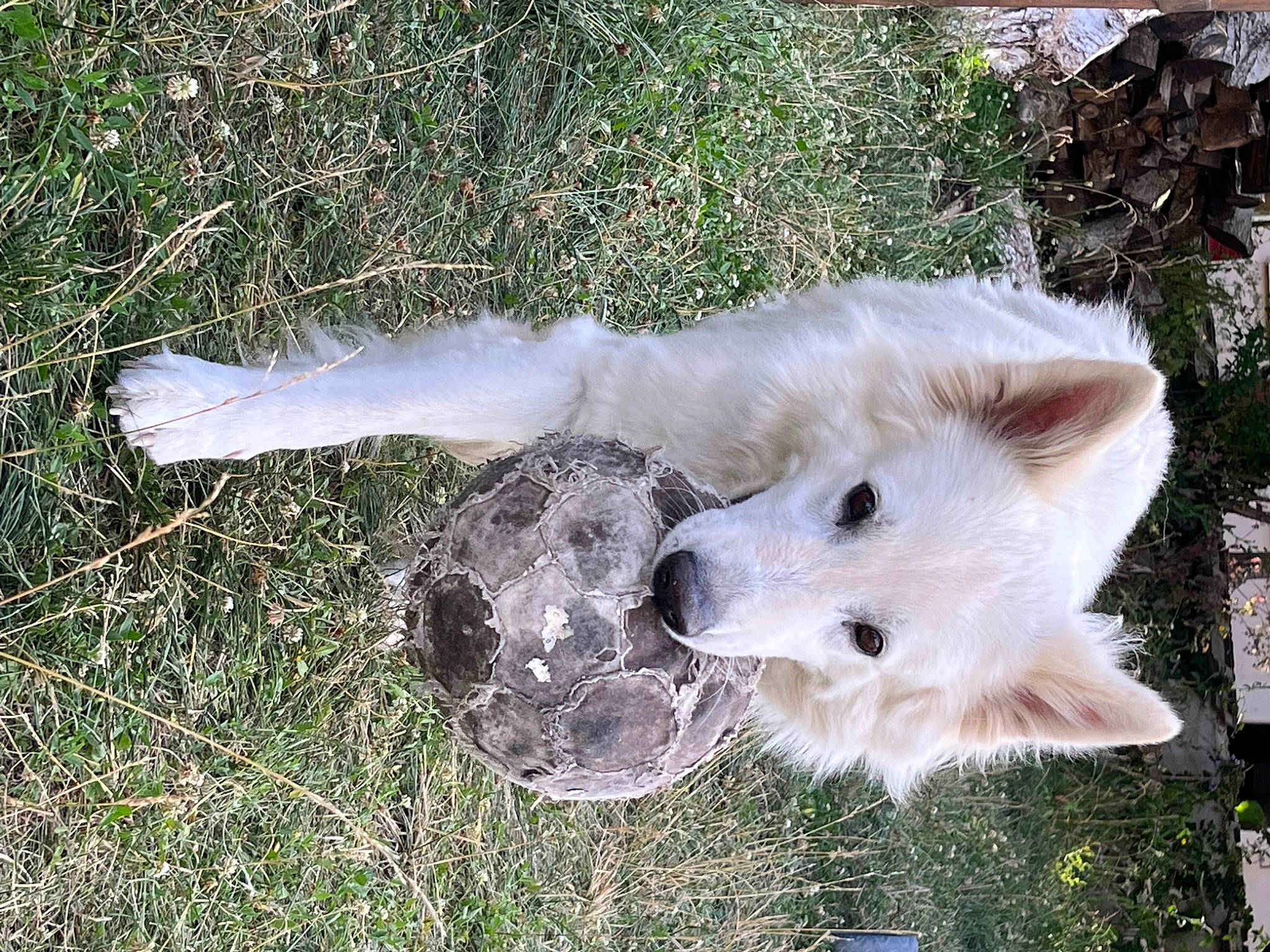 Haiko a rejoint le concours — aidez-le/la à gagner de superbes lots ! american_eskimo_dog, canidae, canis_lupus_tundrarum, carnivore, companion_dog, dog, dog_breed, fawn, fur, grass, japanese_spitz, non_sporting_group, plant, samoyed, slovak_cuvac, snout, sporting_group, tail, volpino_italiano, working_animal