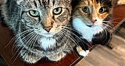 Calica is registered to the contest to win money with this photo: cat, cats, tabby_cat, calico_cat, feline, pet, animal, whiskers, ears, eyes, fur, striped_fur, multicolored_fur, indoor, home, table, wooden_table, flooring, portrait, curious