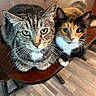cat, cats, tabby_cat, calico_cat, feline, pet, animal, whiskers, ears, eyes, fur, striped_fur, multicolored_fur, indoor, home, table, wooden_table, flooring, portrait, curious