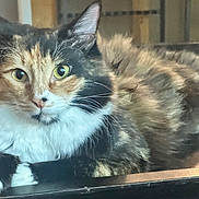 Calica joined the competition — help win amazing prizes! cat, calico_cat, fluffy, longhaired, feline, pet, animal, whiskers, green_eyes, face, portrait, indoors, window, reflection, fur, paws, sitting, relaxed, closeup, home