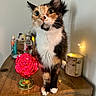 Calica is registered to the contest to win money with this photo: cat, calico_cat, pet, animal, portrait, standing, fluffy, long_whiskers, wide_eyes, white_chest, wooden_cabinet, tabletop, rose_lamp, decorative_lighting, candle, cozy, indoor, home_decor, closeup, colorful