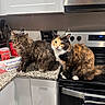 Calica is registered to the contest to win money with this photo: cat, cats, long_hair, fluffy, calico, tabby, kitten, pet, animal, feline, whiskers, ears, eyes, sitting, kitchen, countertop, stove, oven, cabinet, indoors