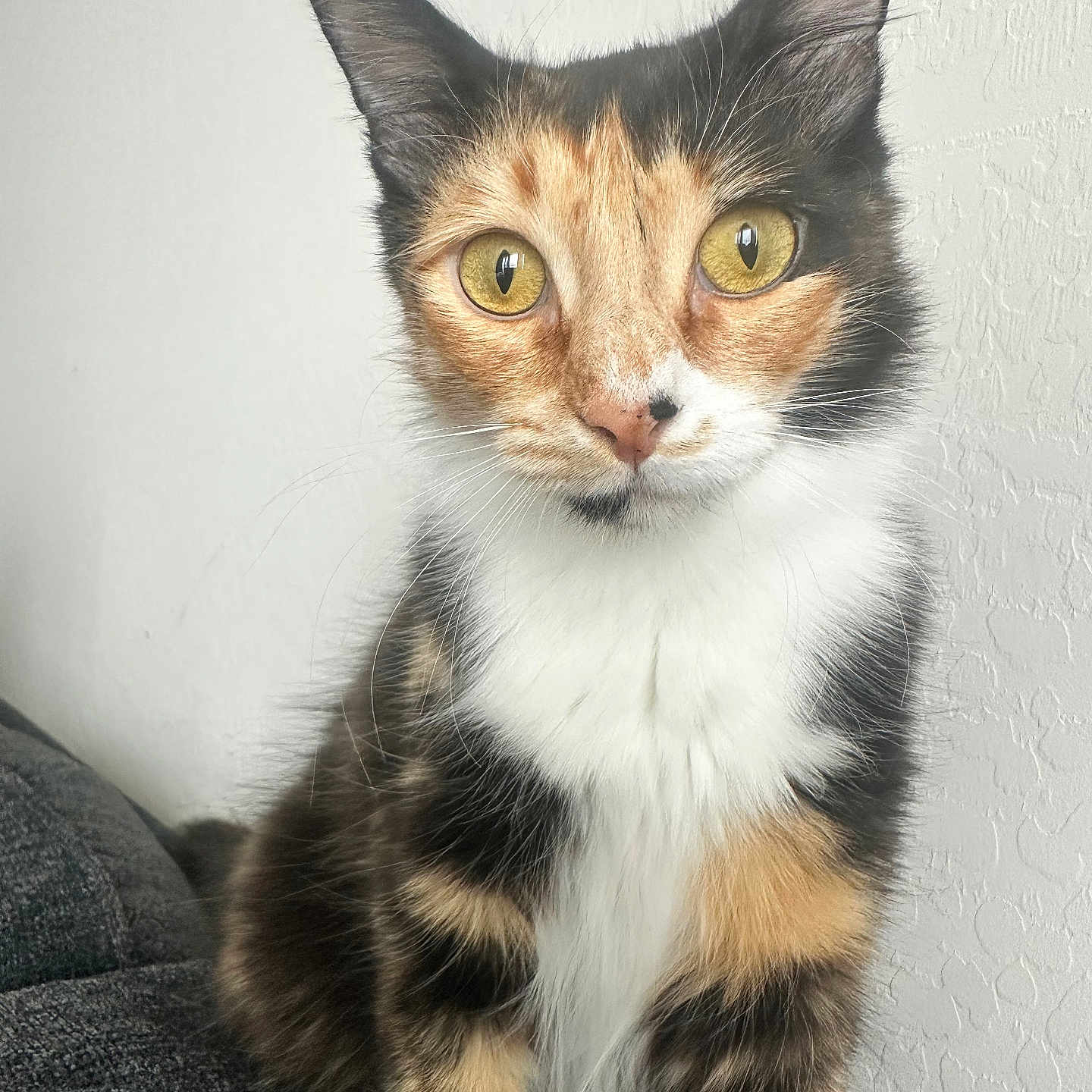 Calica joined the competition — help win amazing prizes! cat, calico_cat, animal, pet, feline, portrait, close_up, sitting, wide_eyes, green_eyes, whiskers, ears, fur, tricolor, white_chest, indoor, couch, wall, cute, photography