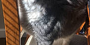 Wolfie is registered to the contest to win money with this photo: cat, gray_and_white, sunlight, shadows, chair, wooden, cushion, indoor, pet, feline, relaxed, striped_shadows, window_blinds, whiskers, fur, paw, daylight, cozy, content, closeup